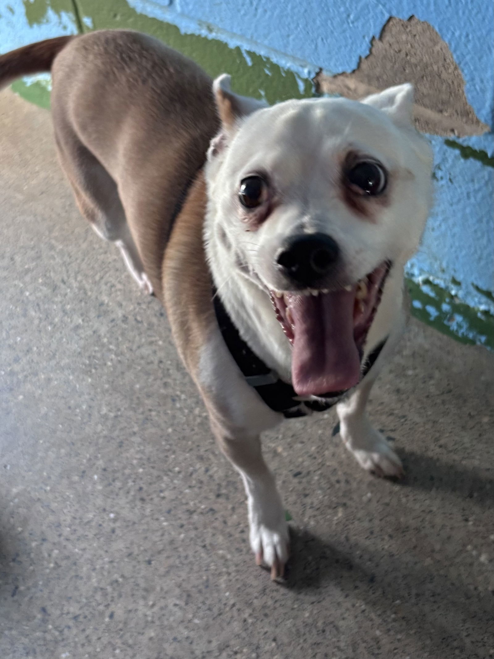 Bobo: Not At shelter (Judy)