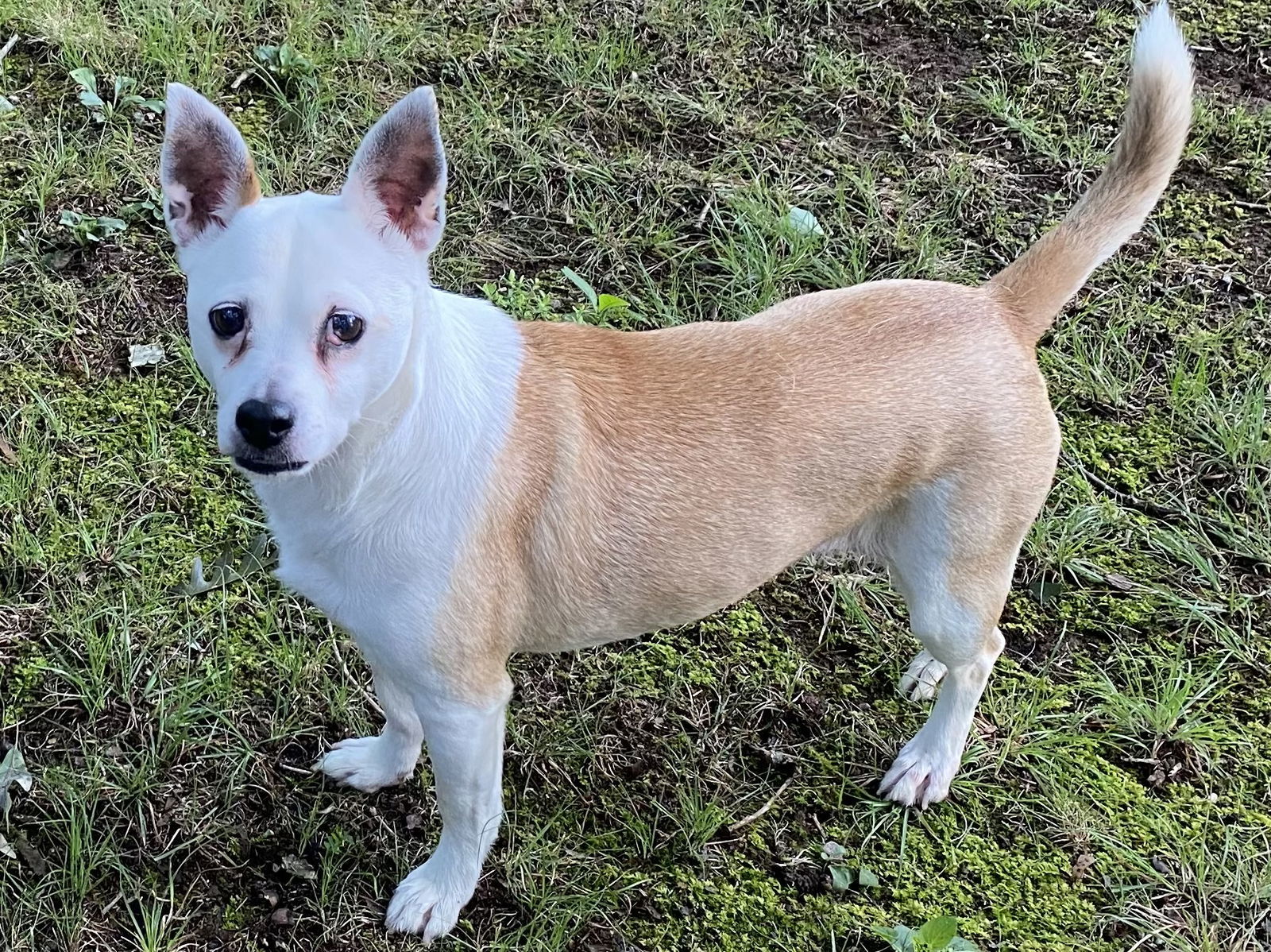 Bobo: Not At shelter (Judy)