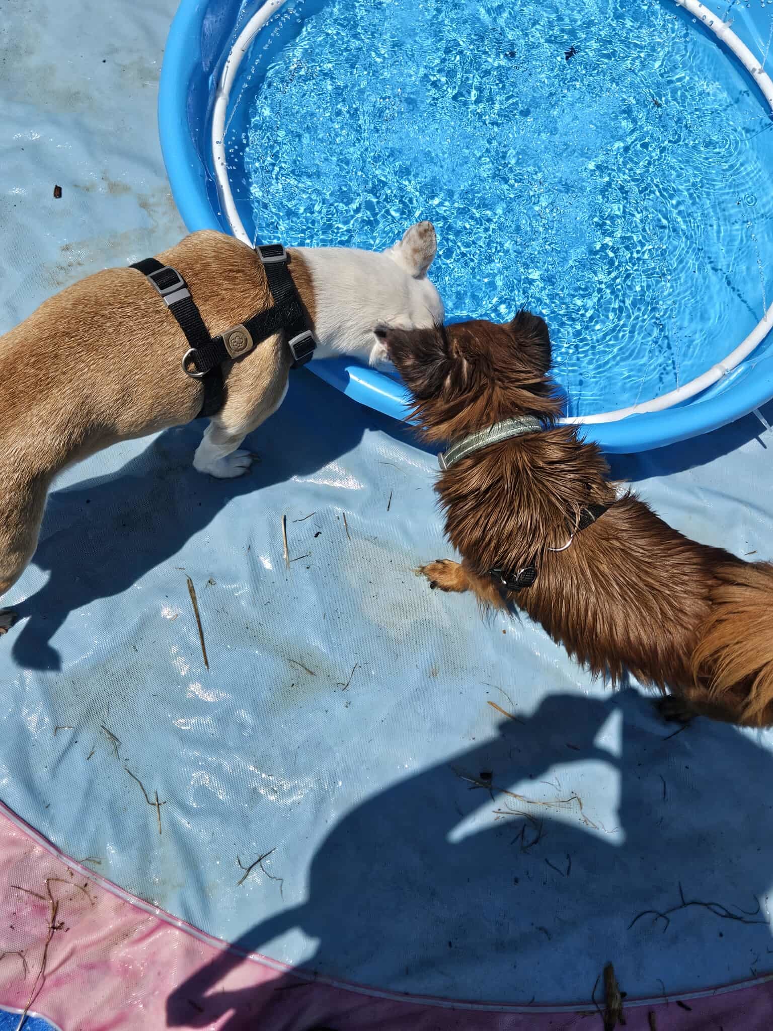 Bobo: Not At shelter (Judy)