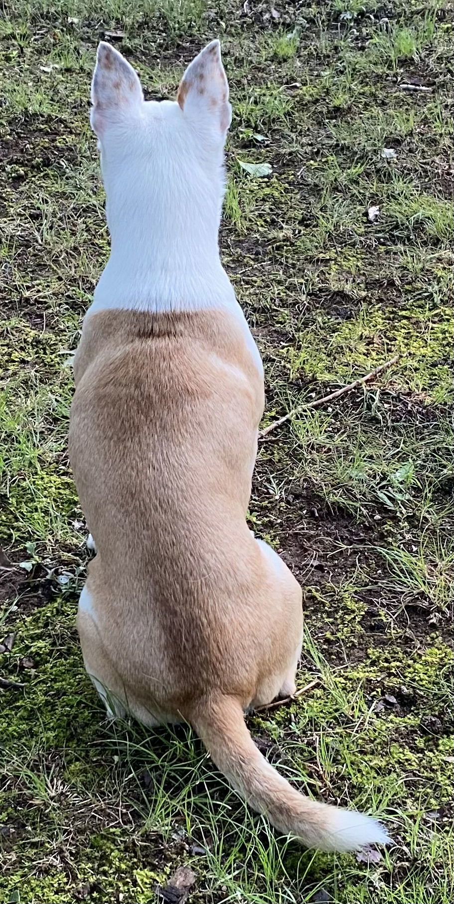 Bobo: Not At shelter (Judy)