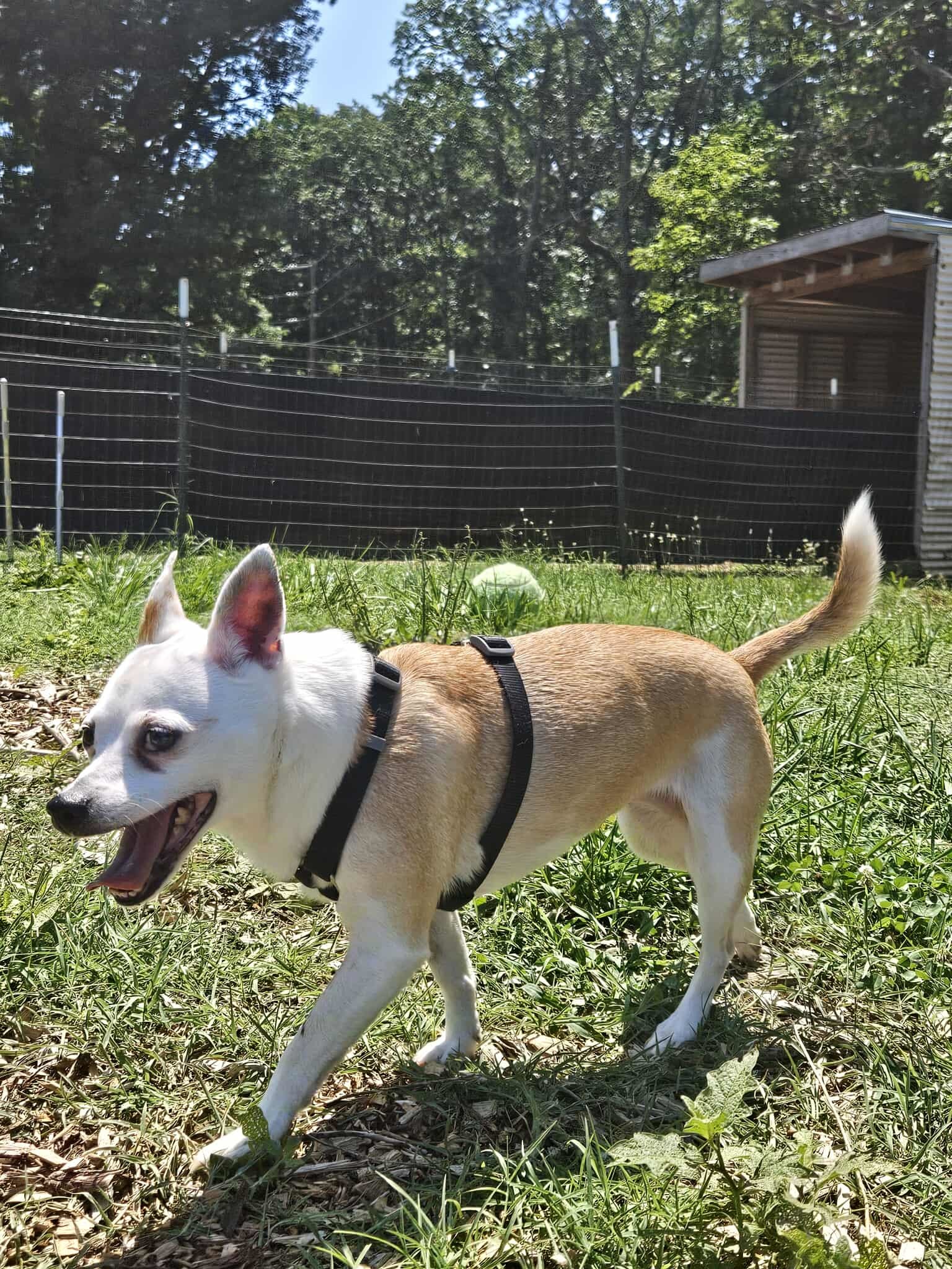 Bobo: Not At shelter (Kendra)