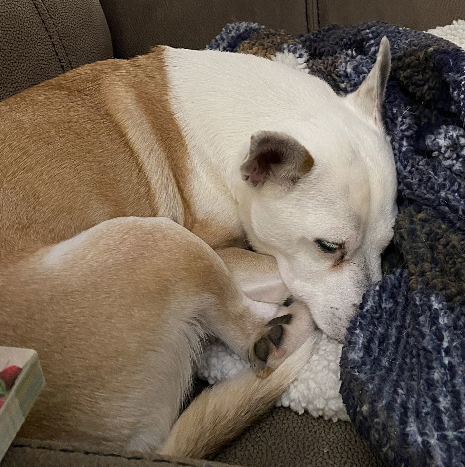 Bobo: Not At shelter (Judy)