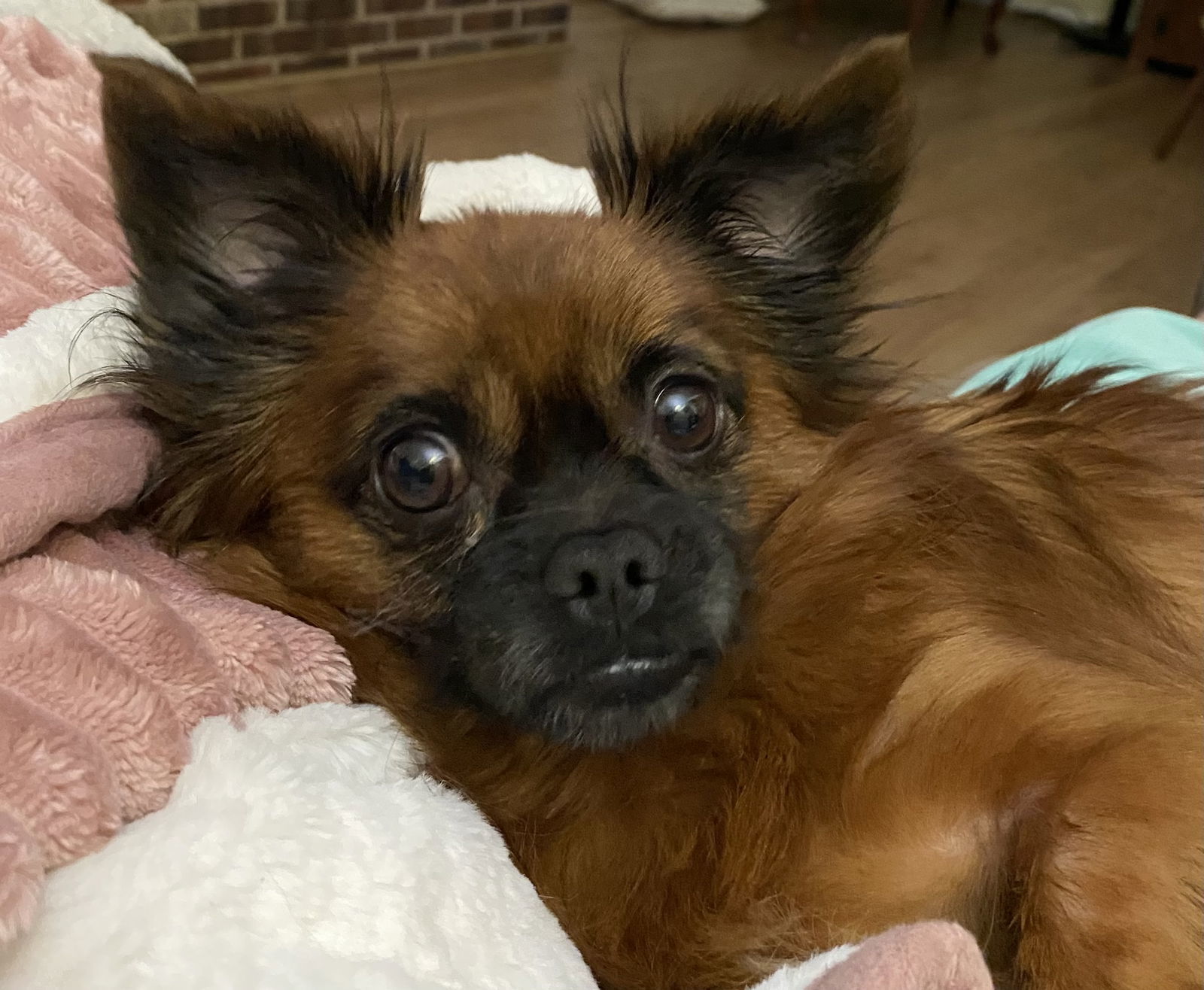 General "Zip:" Not At shelter (Judy)