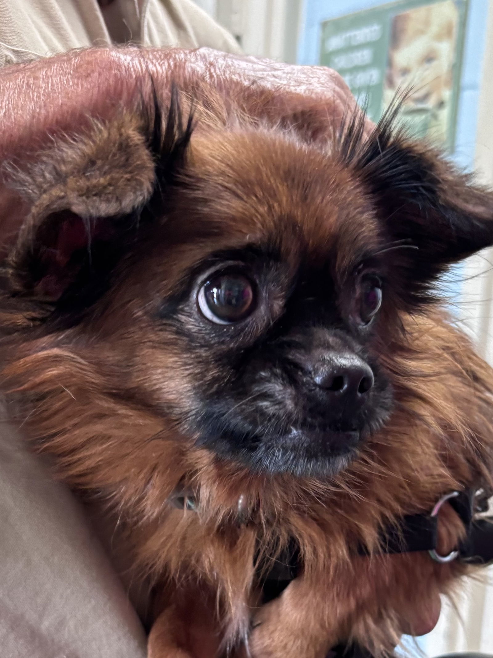 General "Zip:" Not At shelter (Judy)