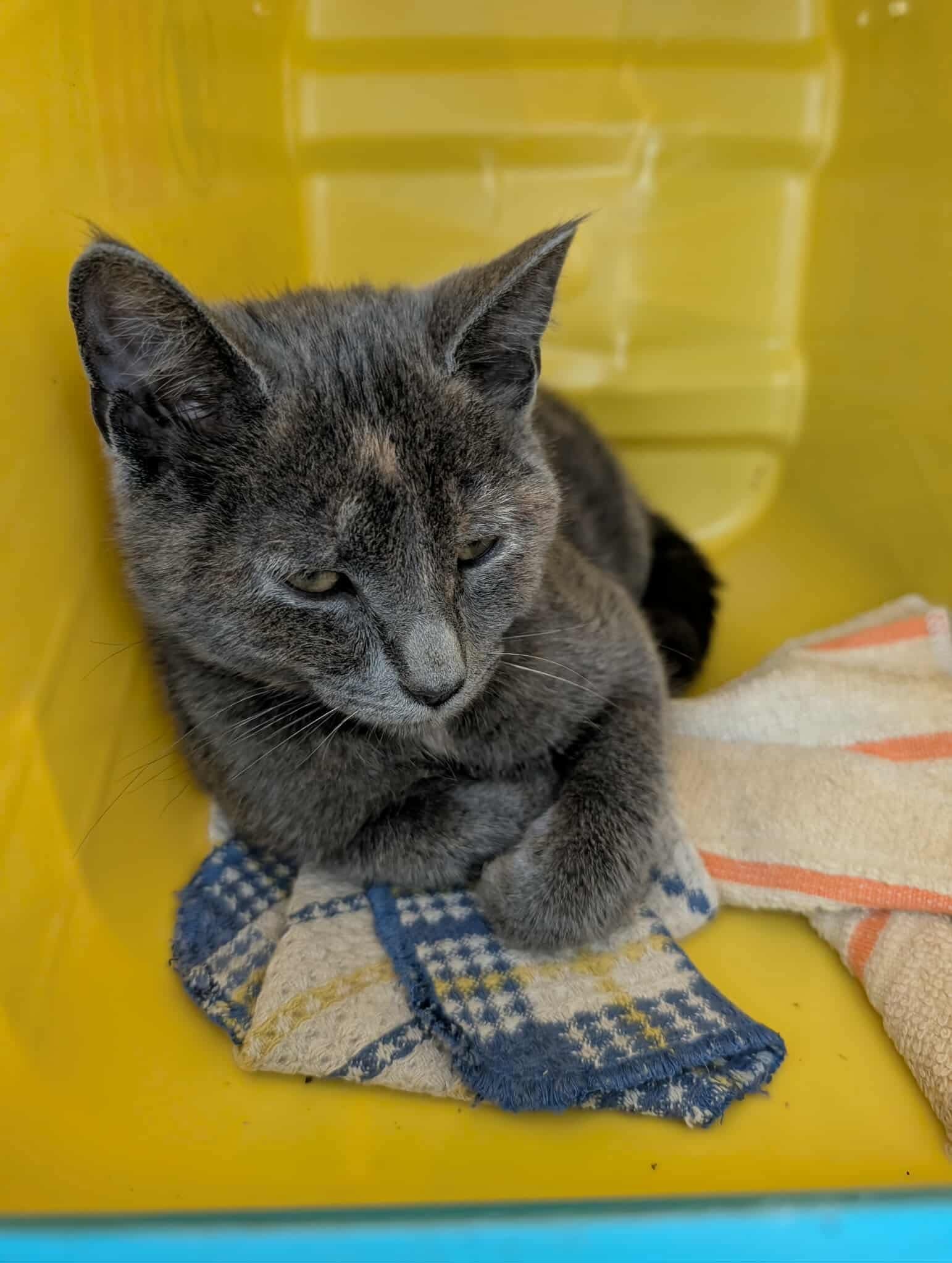 Ella T Grasso - At shelter