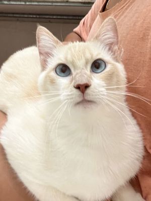 Snowball - At shelter, Adult Male Domestic Short Hair