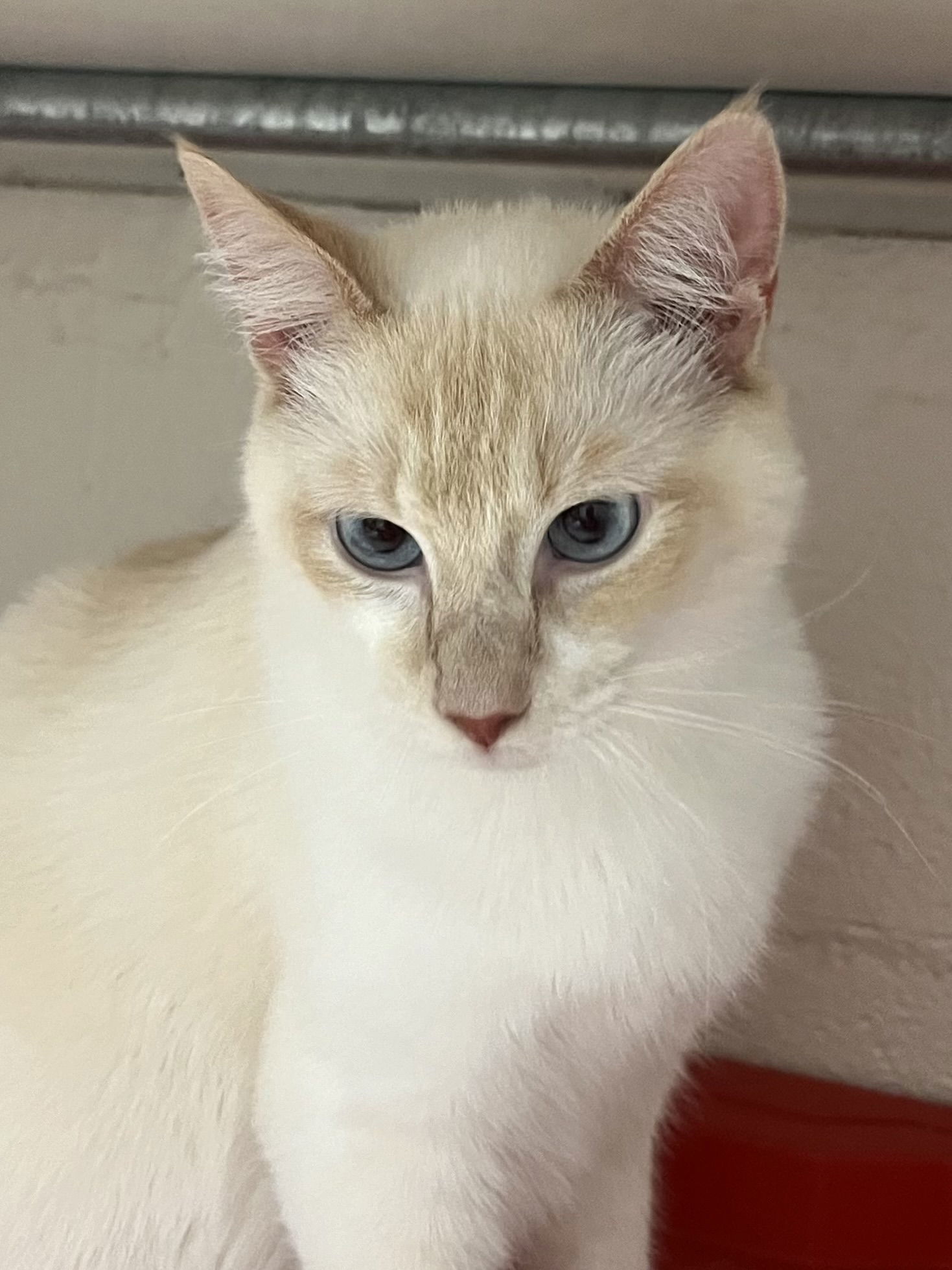 Snowball: Visit at Lynchburg Petsmart