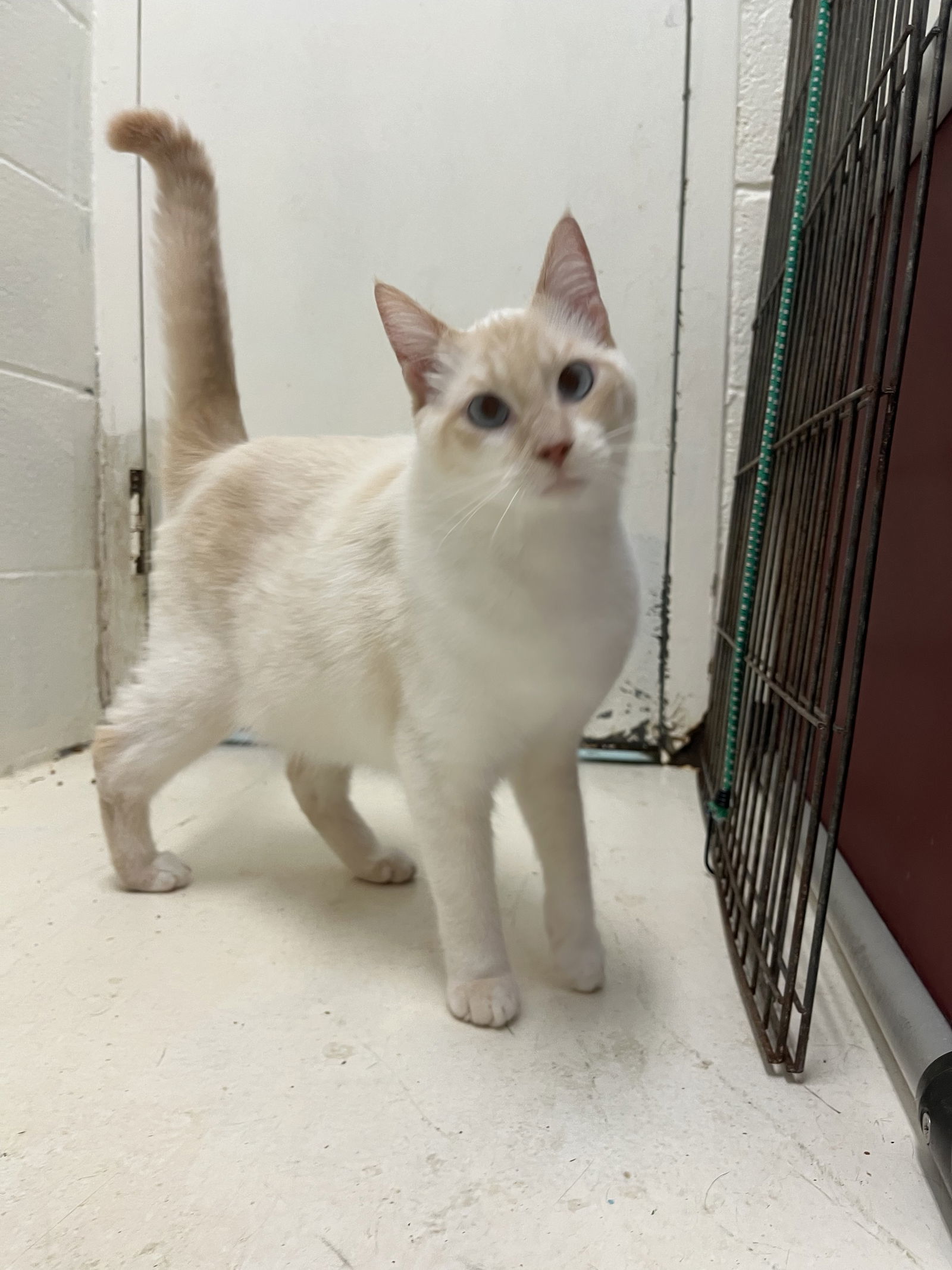 Snowball: Visit at Lynchburg Petsmart