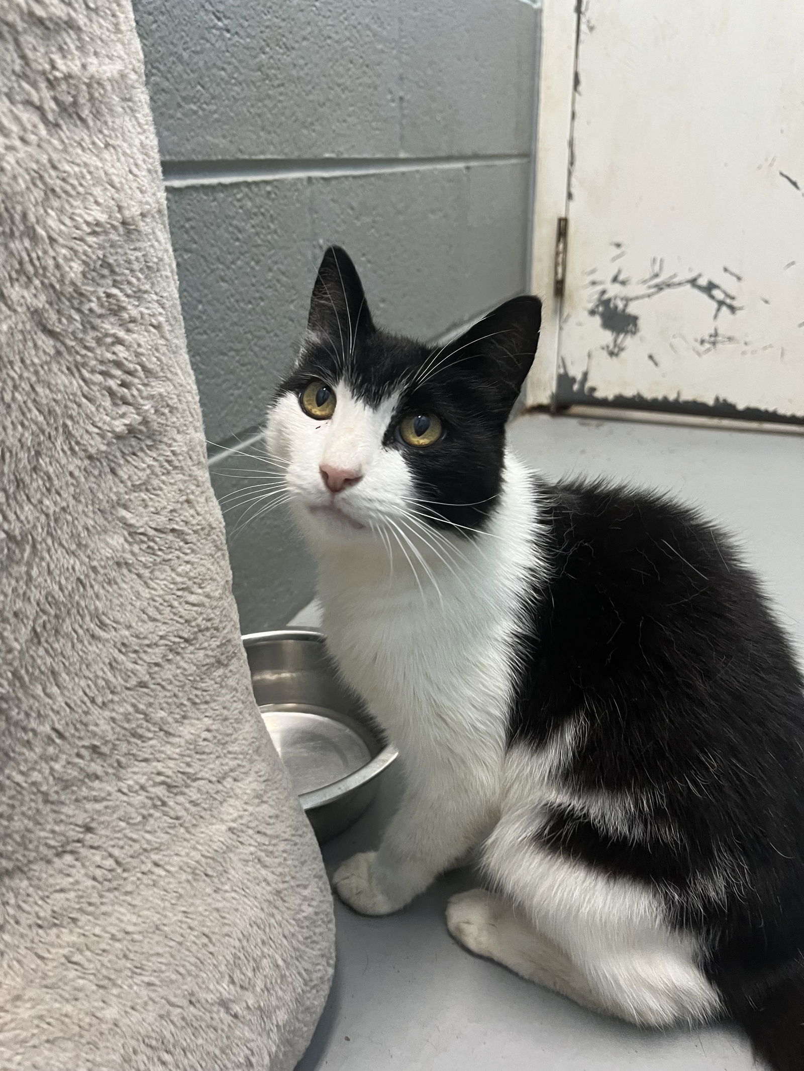 Mist: Visit At Petsmart Lynchburg