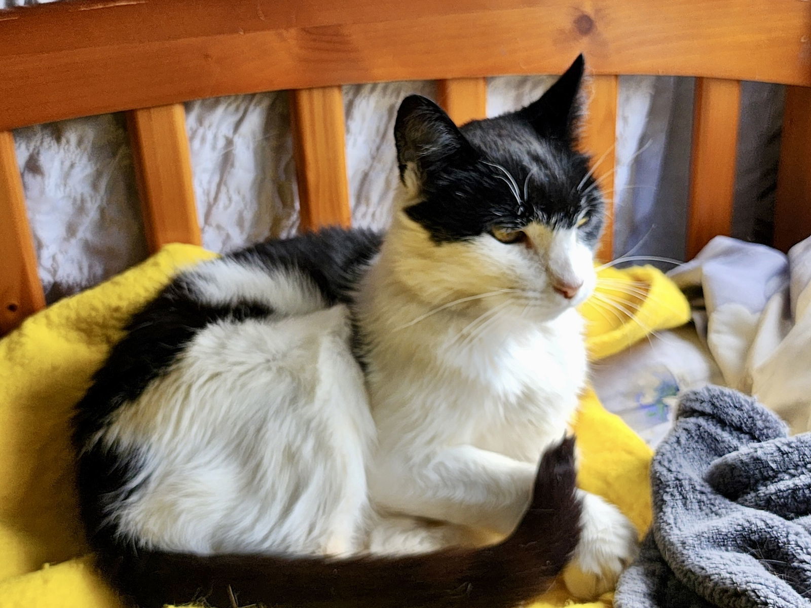 Mist: Not at shelter (Pat)