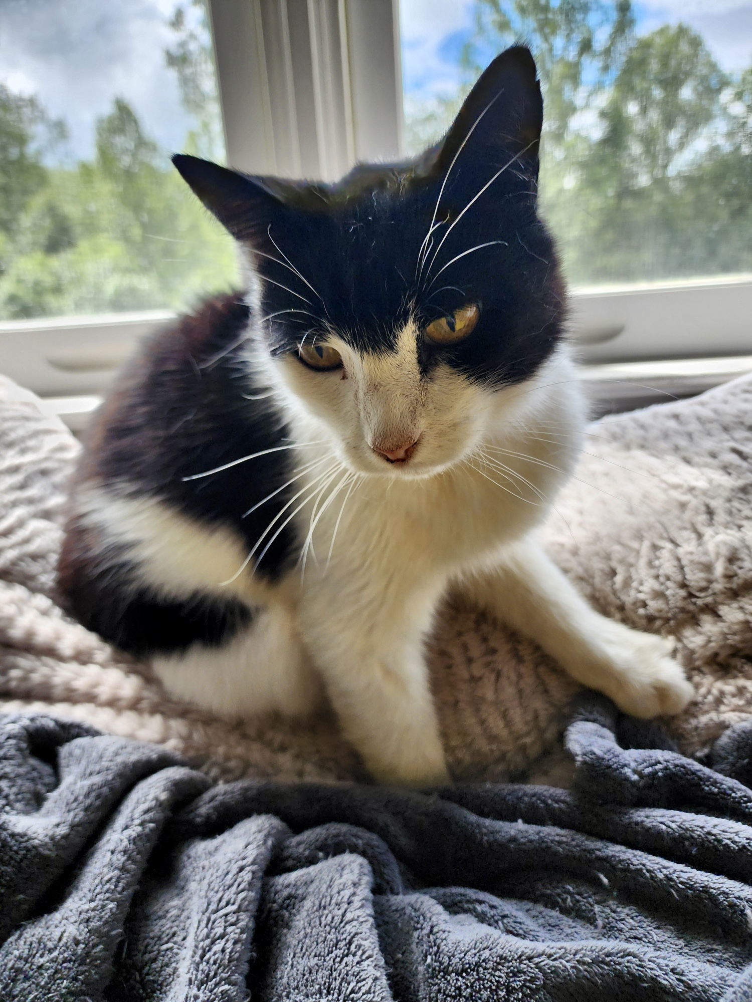 Mist: Not at shelter (Pat)