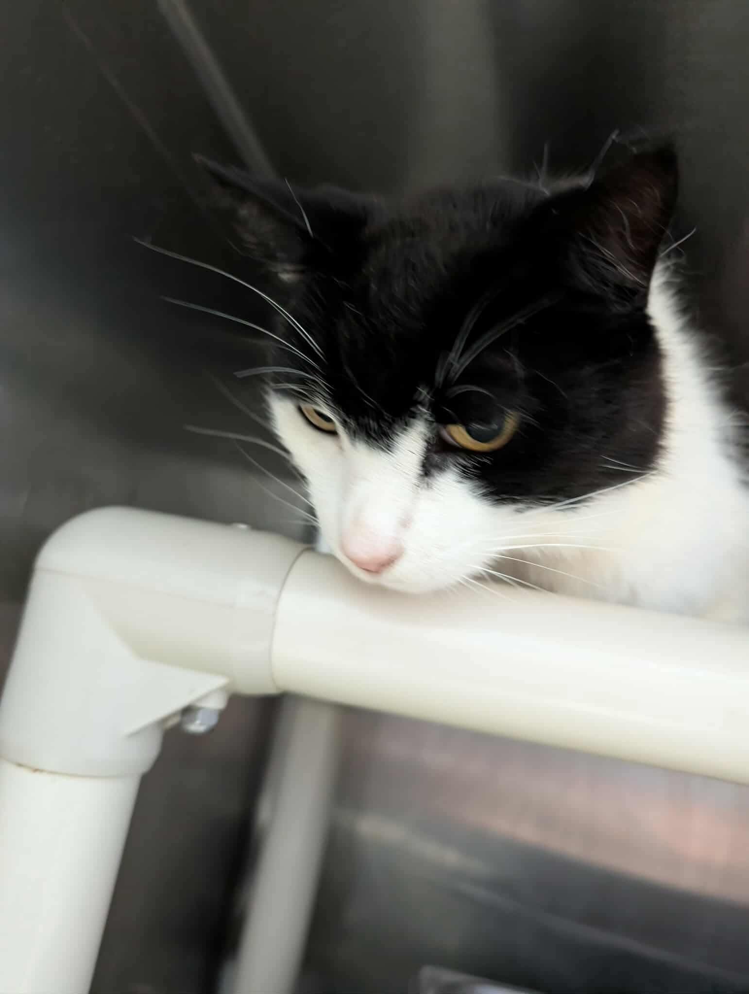 Mist: Visit At Petsmart Lynchburg