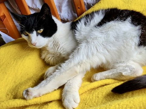 Mist: Not at shelter (Pat)