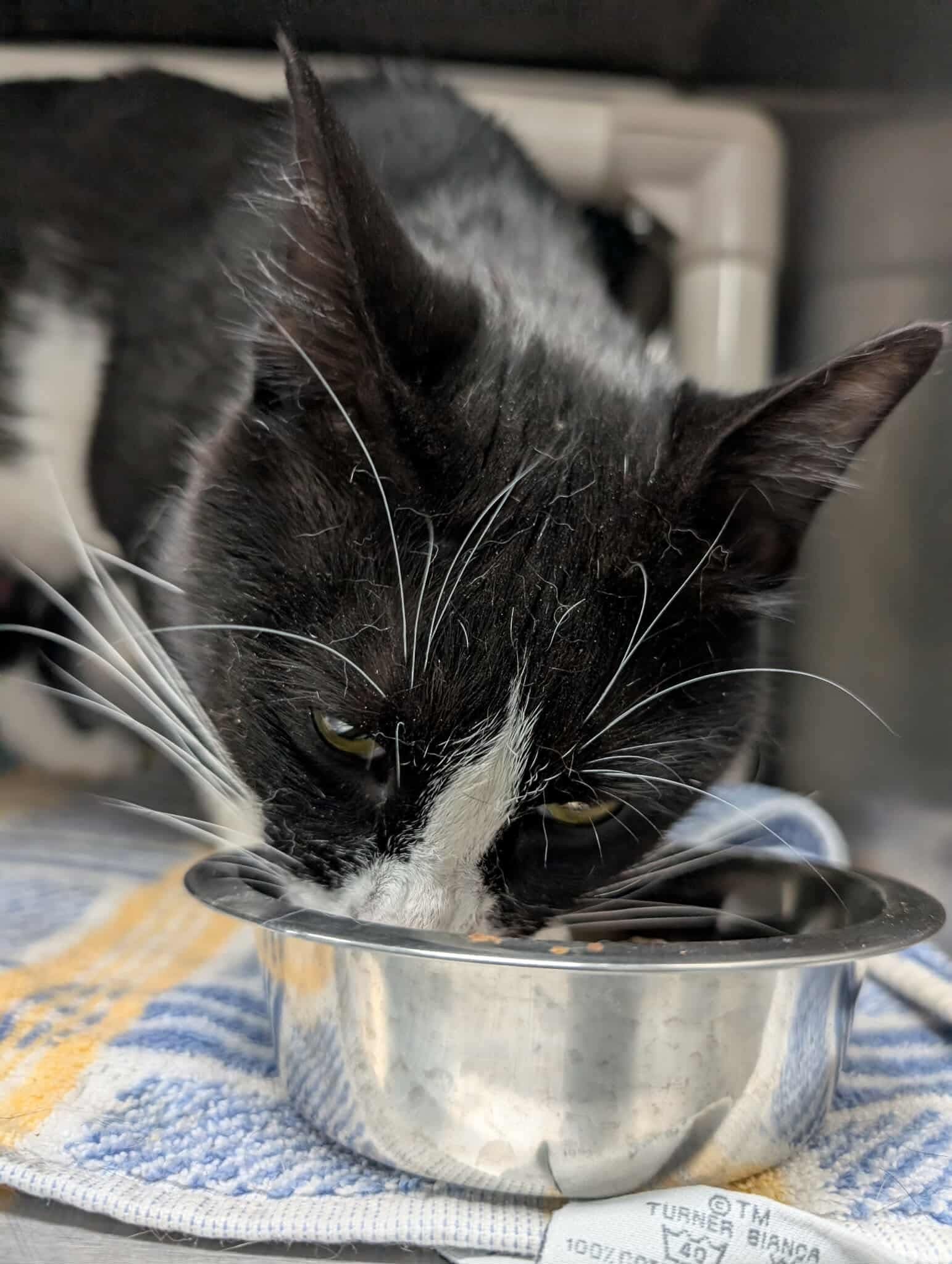 Dennis - At shelter
