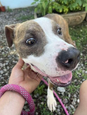 Strawberry - At shelter, Adult Female Pit Bull Terrier