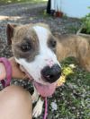 Strawberry - At shelter photo 2