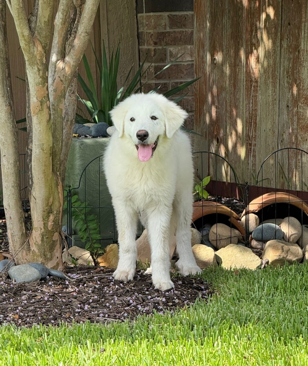 Isla