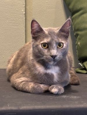 Okra, Adult Female Domestic Short Hair