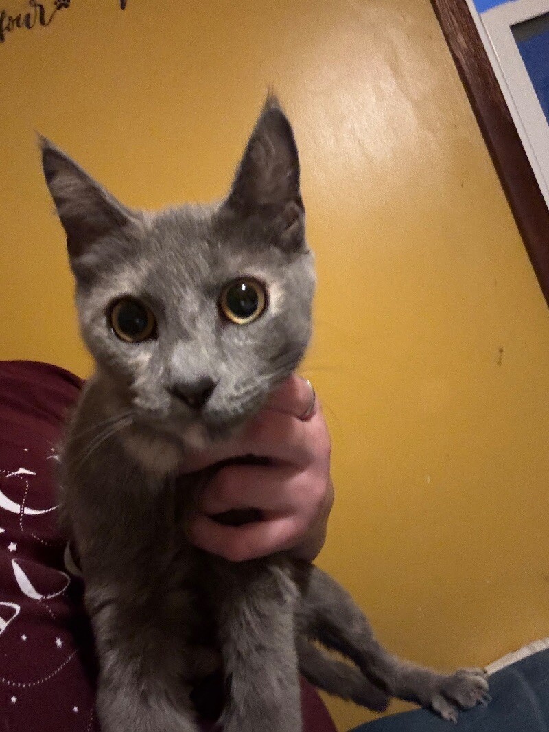 Okra
