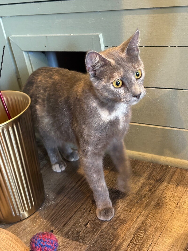 Okra