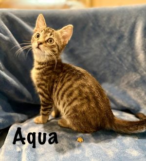Aqua, Young Male unknown