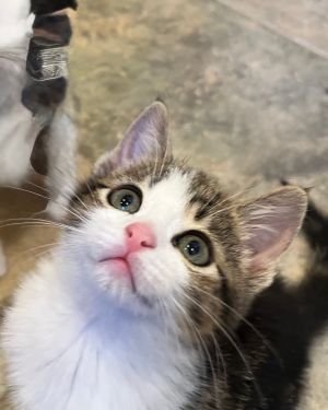 Truffles, Young Female unknown