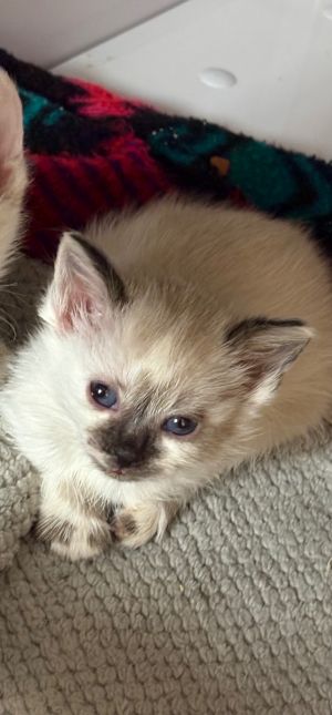 Gemma, Young Female unknown