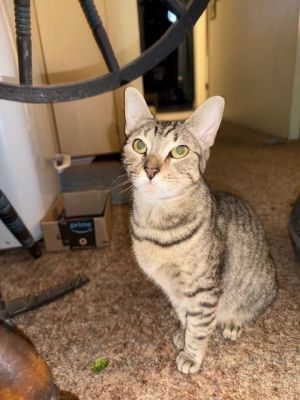 Purrrl, Adult Female unknown