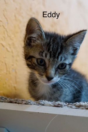Eddy, Baby Male Tabby