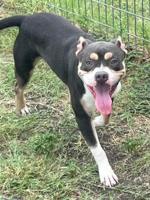 John Deere, Young Male Pit Bull Terrier