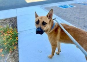 Daxter*, Adult Male unknown