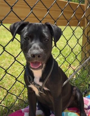 Monroe, Young Male Labrador Retriever