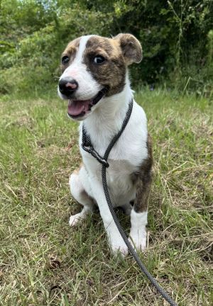 Jingles, Young Female Shepherd