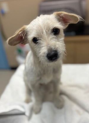 Lucas, Young Male Terrier