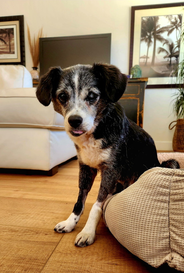Dottie