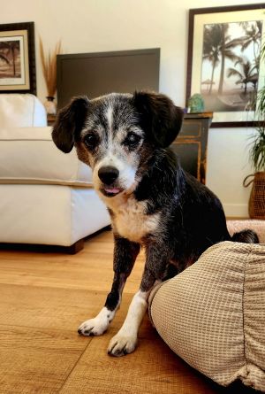 Dottie, Senior Female Parson Russell Terrier