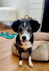 Dottie photo 2