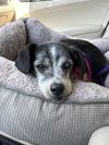 Dottie photo 4