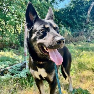 Fender (mcas), Young Male German Shepherd Dog