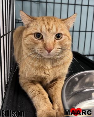 Edison Domestic Short Hair Cat