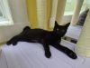 Admiral photo 3