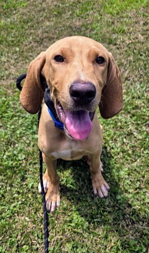 Marshall SCAS, Young Male Hound