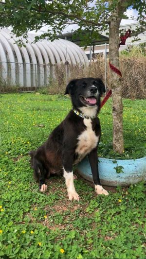 Gracie Lee, Adult Female Australian Shepherd
