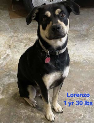 Lorenzo, Adult Male Labrador Retriever