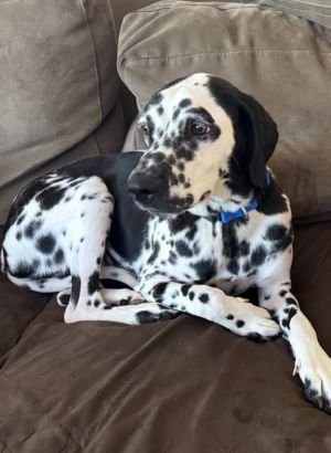 Malia, Young Female Dalmatian