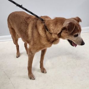 Grandma Pearl 5470D, Senior Female Labrador Retriever