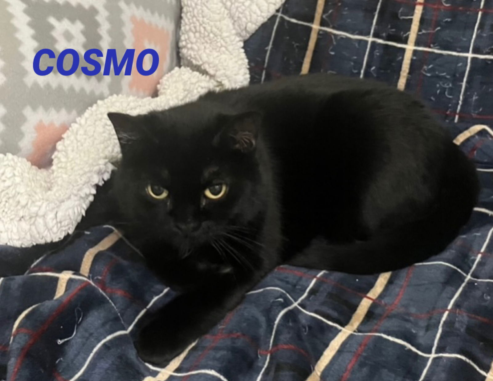 Cosmo - Large Black Cat - Foster Care, an adoptable Domestic Short Hair in Mitchell, SD, 57301 | Photo Image 1