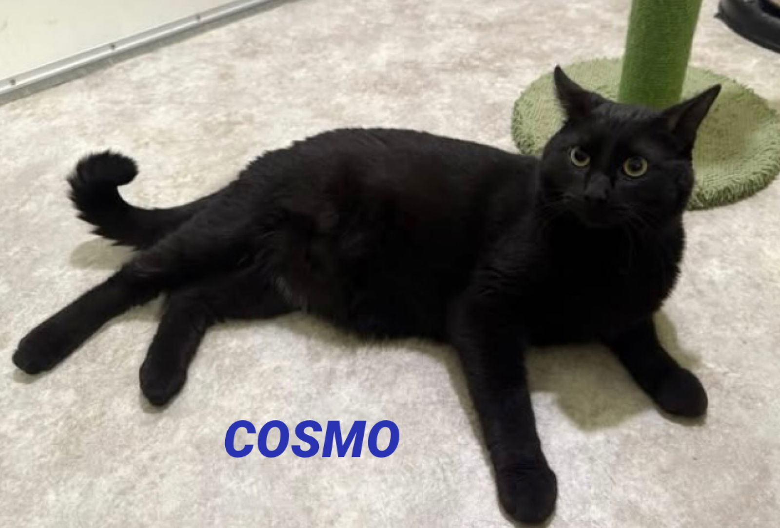 Cosmo - Large Black Cat - Foster Care, an adoptable Domestic Short Hair in Mitchell, SD, 57301 | Photo Image 2