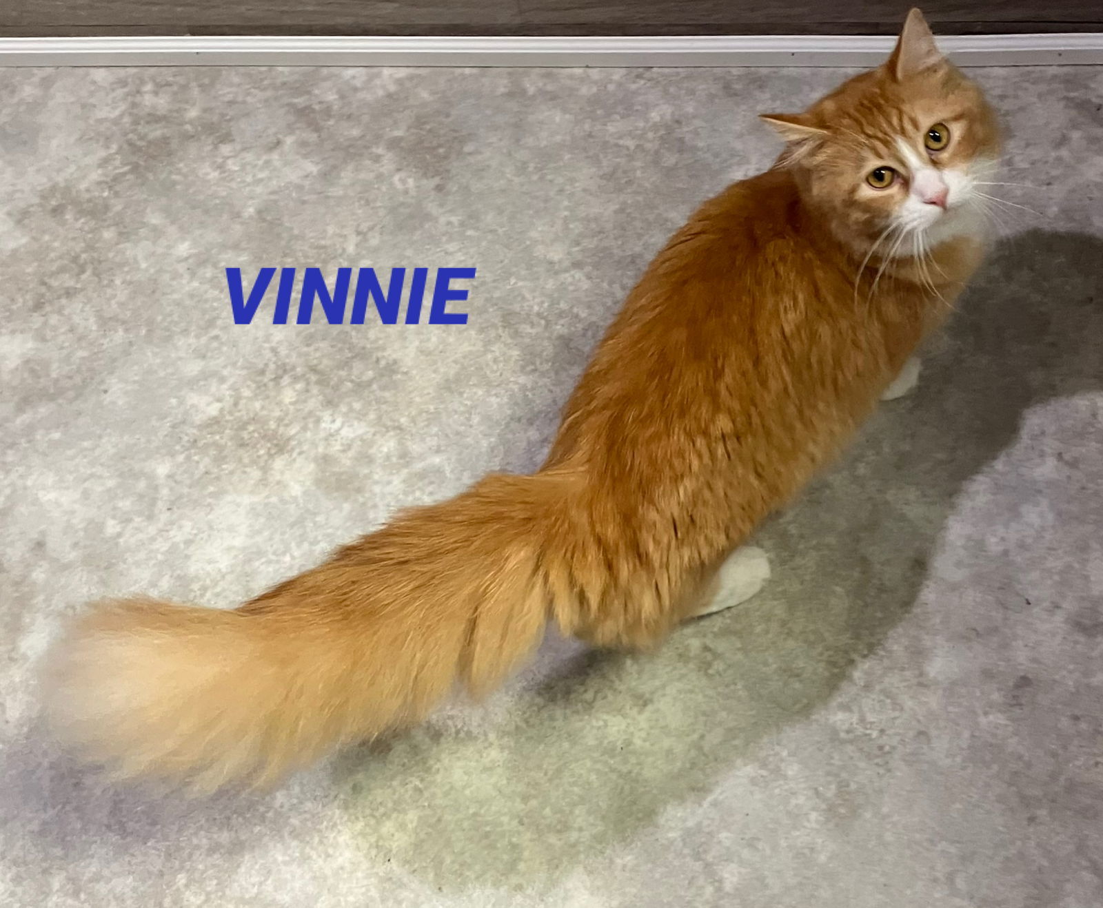 Vinnie - Orange & White Long Hair, an adoptable Domestic Long Hair in Mitchell, SD, 57301 | Photo Image 1