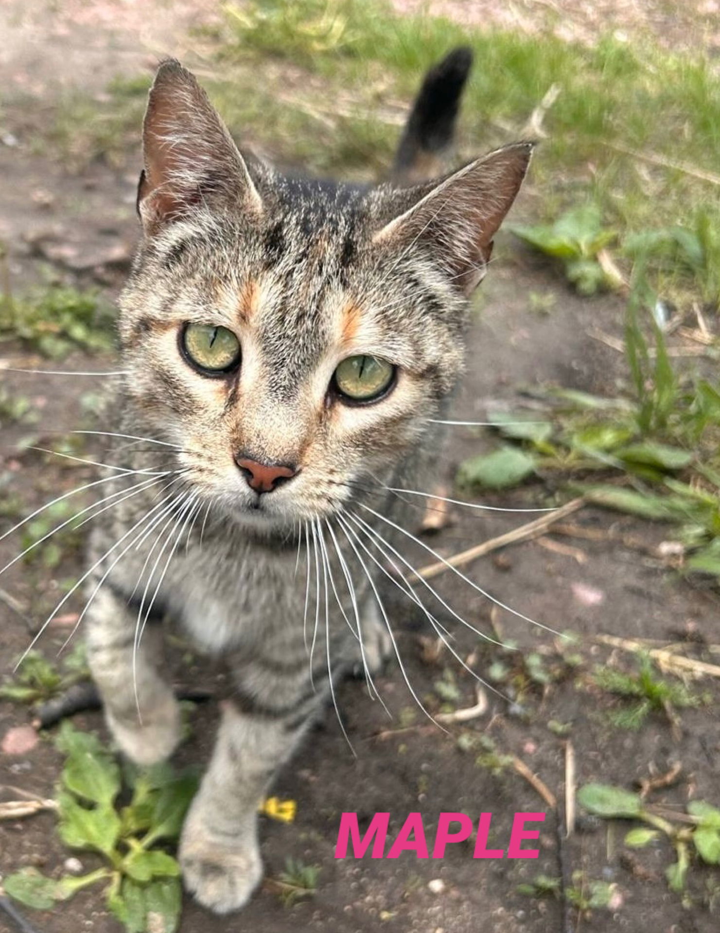 Maple-diluted tortie in foster cate